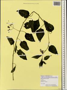 Solanum dulcamara L., Caucasus, Black Sea Shore (from Novorossiysk to Adler) (K3) (Russia)