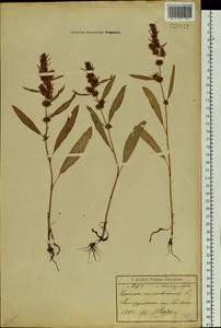 Rumex maritimus L., Siberia, Baikal & Transbaikal region (S4) (Russia)