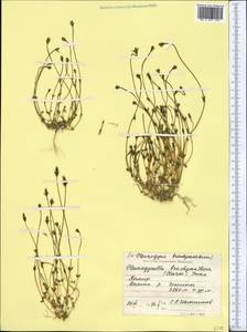 Lomatogonium brachyantherum (C. B. Cl.) Fern., Middle Asia, Pamir & Pamiro-Alai (M2) (Tajikistan)