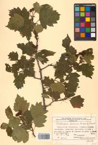 Crataegus dahurica (Dieck) Koehne, Siberia, Russian Far East (S6) (Russia)