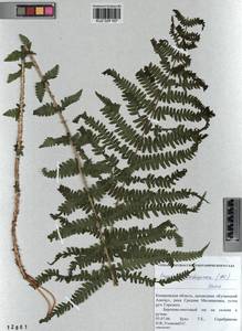 Oreopteris limbosperma (All.) Holub, Siberia, Altai & Sayany Mountains (S2) (Russia)