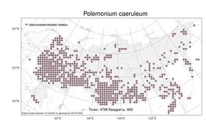 Polemonium caeruleum L., Atlas of the Russian Flora (FLORUS) (Russia)