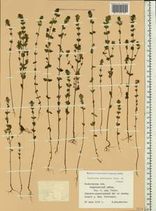 Euphrasia ×vernalis List, Eastern Europe, Northern region (E1) (Russia)