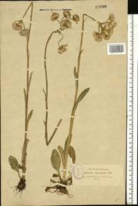 Tephroseris integrifolia (L.) Holub, Eastern Europe, North-Western region (E2) (Russia)