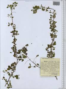Phyllanthus, Africa (AFR) (Ethiopia)