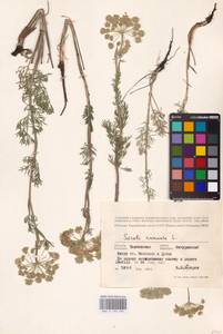 Seseli annuum L., Eastern Europe, Central forest-and-steppe region (E6) (Russia)