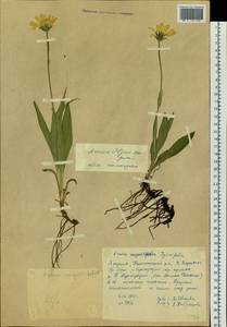 Arnica angustifolia subsp. iljinii (Maguire) I. K. Ferguson, Siberia, Yakutia (S5) (Russia)