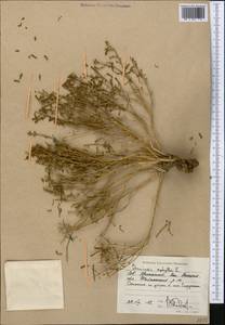Anabasis aphylla L., Middle Asia, Caspian Ustyurt & Northern Aralia (M8) (Kazakhstan)
