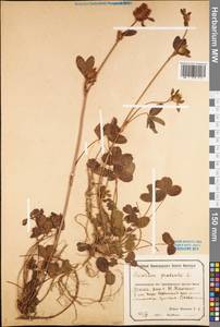 Trifolium pratense L., Eastern Europe, Middle Volga region (E8) (Russia)