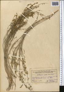 Artemisia juncea Kar. & Kir., Middle Asia, Pamir & Pamiro-Alai (M2) (Tajikistan)