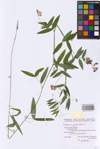 Lathyrus palustris L., Eastern Europe, Northern region (E1) (Russia)