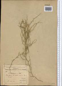 Convolvulus erinaceus Ledeb., Middle Asia, Syr-Darian deserts & Kyzylkum (M7) (Uzbekistan)