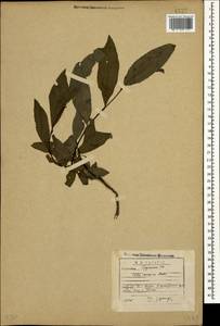 Salix caucasica N. J. Anderss., Caucasus, Georgia (K4) (Georgia)