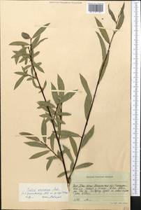 Salix pycnostachya Anderss., Middle Asia, Western Tian Shan & Karatau (M3) (Uzbekistan)