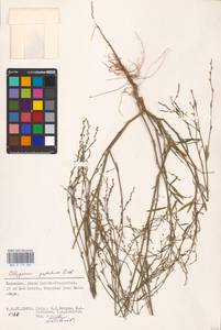 Polygonum patulum M. Bieb., Eastern Europe, Lower Volga region (E9) (Russia)