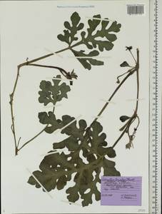 Citrullus lanatus (Thunb.) Matsumura & Nakai, Eastern Europe, Central forest-and-steppe region (E6) (Russia)