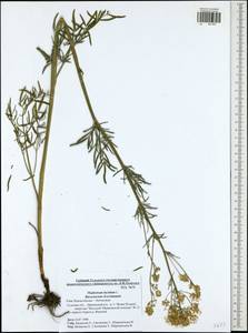 Thalictrum lucidum L., Eastern Europe, Central region (E4) (Russia)