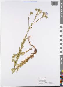 Linum hirsutum L., Eastern Europe, Rostov Oblast (E12a) (Russia)