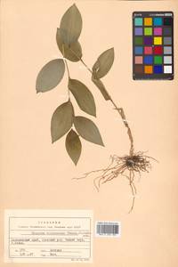 Disporum viridescens (Maxim.) Nakai, Siberia, Russian Far East (S6) (Russia)