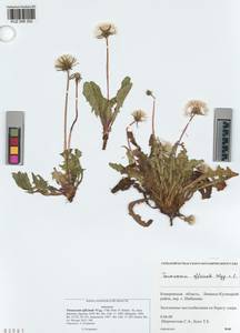 Taraxacum officinale Weber ex Wiggins, Siberia, Altai & Sayany Mountains (S2) (Russia)