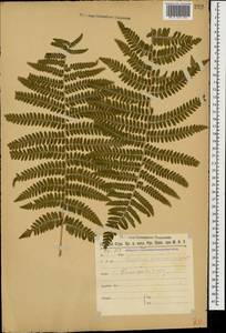 Dryopteris filix-mas (L.) Schott, Caucasus, Stavropol Krai, Karachay-Cherkessia & Kabardino-Balkaria (K1b) (Russia)