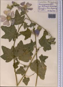 Malva thuringiaca subsp. thuringiaca, Middle Asia, Northern & Central Tian Shan (M4) (Kyrgyzstan)