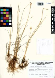 Allium anisopodium Ledeb., Siberia, Altai & Sayany Mountains (S2) (Russia)