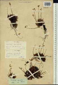 Saxifraga bronchialis subsp. bronchialis, Siberia, Baikal & Transbaikal region (S4) (Russia)