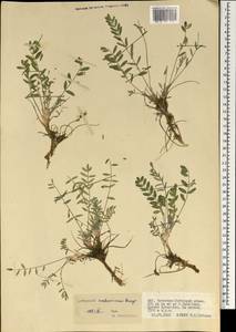 Astragalus scaberrimus Bunge, Mongolia (MONG) (Mongolia)