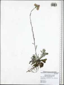 Antennaria dioica (L.) Gaertn., Eastern Europe, Central region (E4) (Russia)