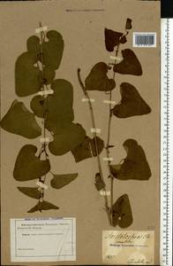 Aristolochia clematitis L., Eastern Europe, South Ukrainian region (E12) (Ukraine)