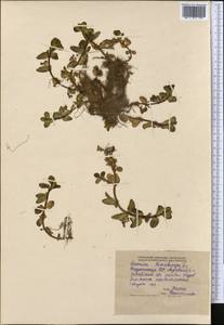Veronica beccabunga L., Middle Asia, Pamir & Pamiro-Alai (M2) (Tajikistan)