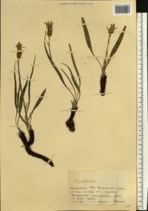 Takhtajaniantha austriaca (Willd.) Zaika, Sukhor. & N. Kilian, Eastern Europe, Eastern region (E10) (Russia)
