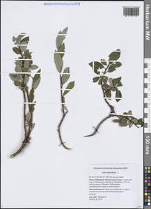 Salix phylicifolia L., Siberia, Western Siberia (S1) (Russia)