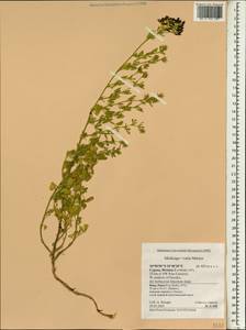 Medicago varia Martyn, South Asia, South Asia (Asia outside ex-Soviet states and Mongolia) (ASIA) (Cyprus)