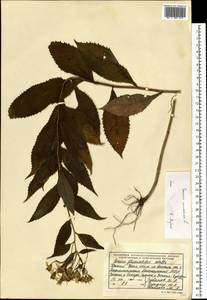 Senecio nemorensis L., Eastern Europe, Eastern region (E10) (Russia)