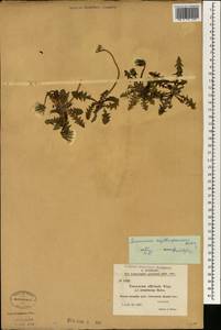 Taraxacum erythrospermum Andrz. ex Besser, South Asia, South Asia (Asia outside ex-Soviet states and Mongolia) (ASIA) (China)