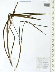Sparganium emersum Rehmann, Eastern Europe, Central forest region (E5) (Russia)