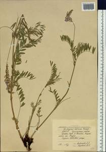 Onobrychis arenaria subsp. sibirica (Besser)P.W.Ball, Siberia, Yakutia (S5) (Russia)
