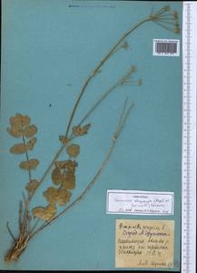 Semenovia dasycarpa (Regel & Schmalh.) Korovin ex Pimenov & V. N. Tikhom., Middle Asia, Pamir & Pamiro-Alai (M2) (Tajikistan)