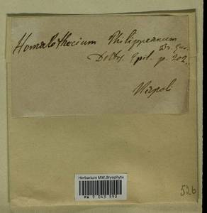 Homalothecium philippeanum (Spruce) Schimp., Bryophytes, Bryophytes - Western Europe (BEu) (Italy)