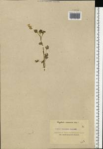 Corydalis capnoides (L.) Pers., Eastern Europe, Northern region (E1) (Russia)