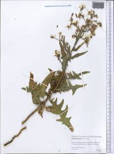 Lactuca tatarica (L.) C. A. Mey., Middle Asia, Caspian Ustyurt & Northern Aralia (M8) (Kazakhstan)