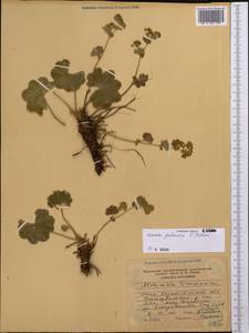 Alchemilla gubanovii V. N. Tikhom., Middle Asia, Western Tian Shan & Karatau (M3) (Kazakhstan)