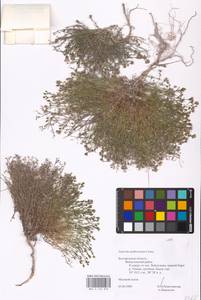 Cynanchica tephrocarpa subsp. tephrocarpa, Eastern Europe, Central forest-and-steppe region (E6) (Russia)