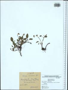Viola rupestris subsp. rupestris, Eastern Europe, Central region (E4) (Russia)
