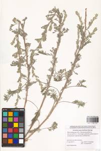 Artemisia marschalliana Spreng., Eastern Europe, Lower Volga region (E9) (Russia)