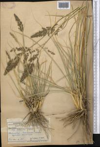 Eragrostis collina Trin., Middle Asia, Caspian Ustyurt & Northern Aralia (M8) (Kazakhstan)