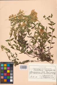 MHA 0 155 502, Scutellaria supina L., Eastern Europe, Eastern region (E10) (Russia)