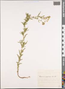 Achillea impatiens L., Siberia, Altai & Sayany Mountains (S2) (Russia)